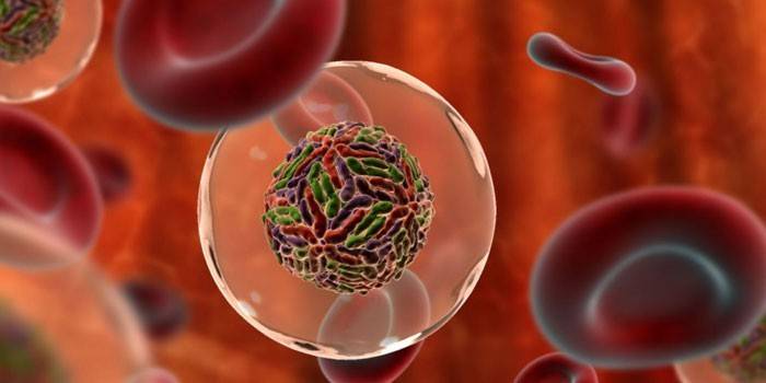 Mycoplasma en la sangre