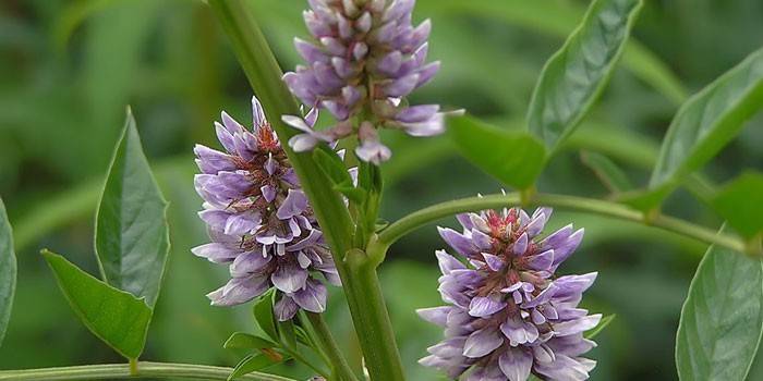 Flores de alcaçuz