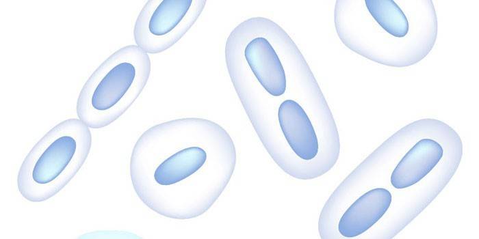 Klebsiella βακτήρια