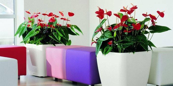 Anthurium kukkaruukkuissa