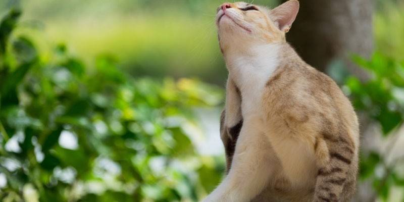 Mga itch ng pusa