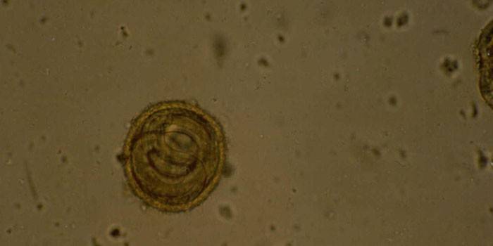 Toxocara canis