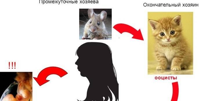 Diagrama del ciclo de vida del toxoplasma