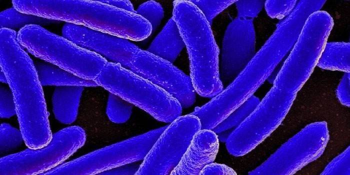 E. coli