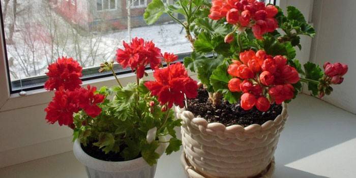 Ruukkukasvatus geranium
