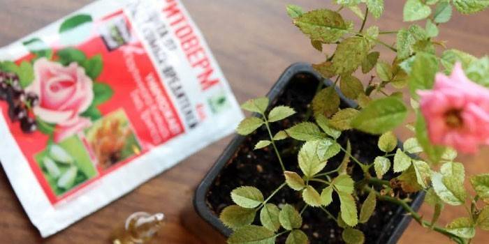 Rose dans un pot et un paquet de drogue Fitoverm