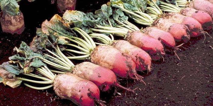Fodder beets in the garden