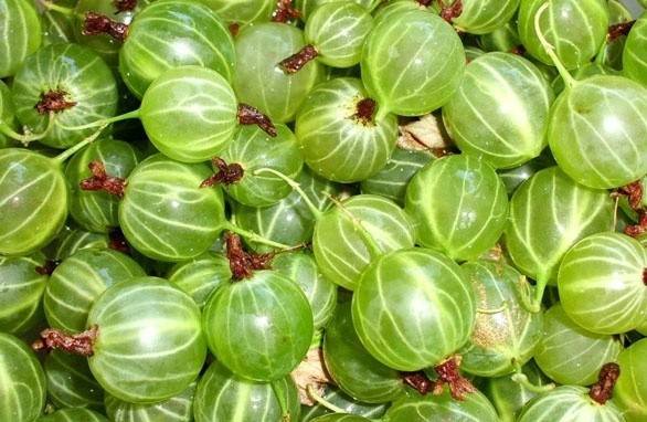 groseilles fraîches