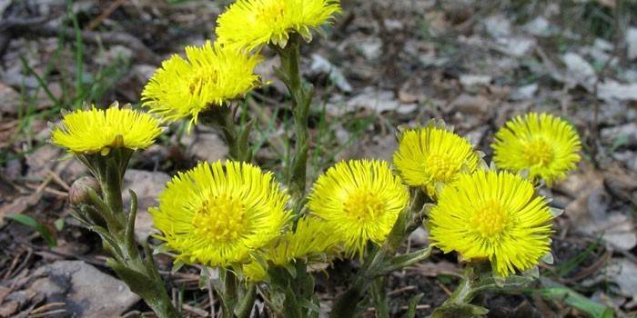 Blühender Huflattich im Wald