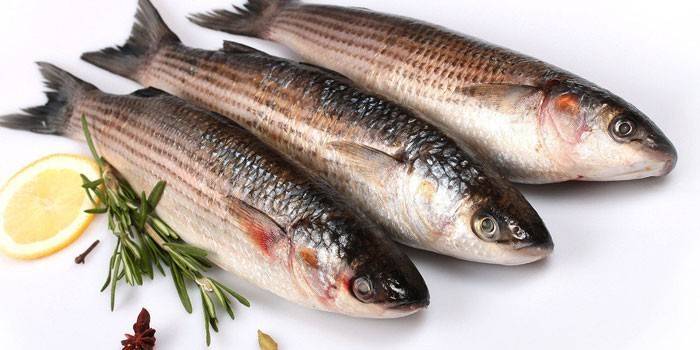 Peixe de tainha