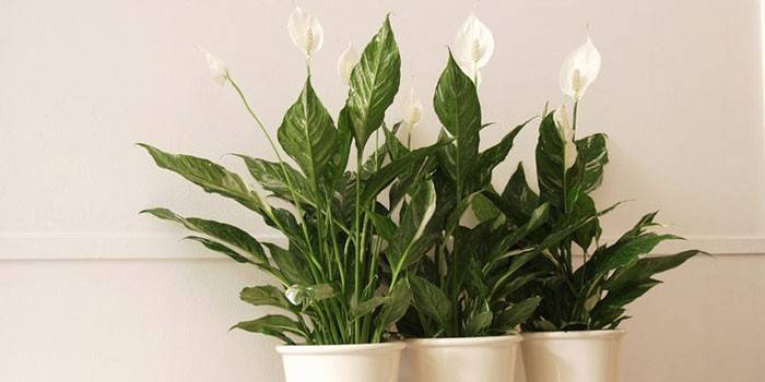 Spathiphyllum în ghivece