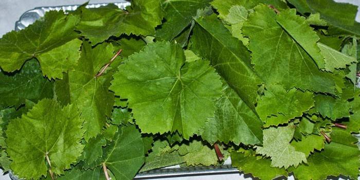 Foglie di vite fresche