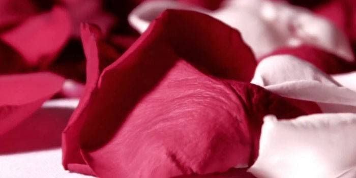 Petali di rose