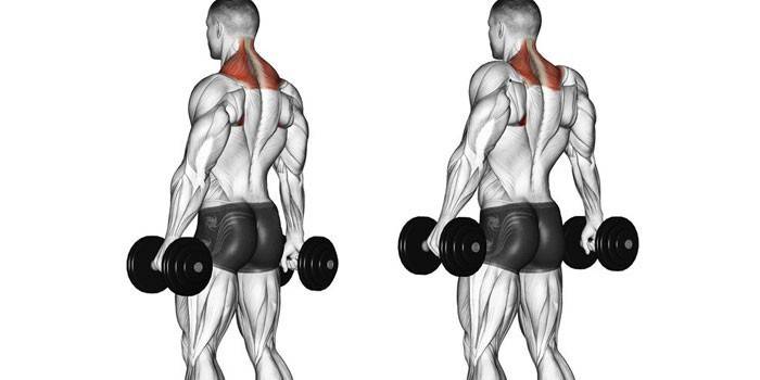 Công việc cơ bắp trong khi tập tạ