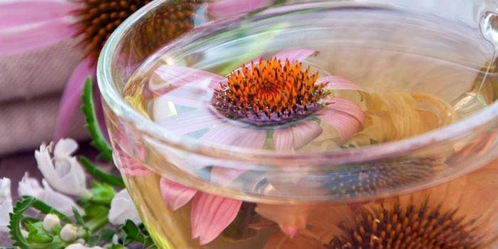 Infusión de agua de equinácea en una taza