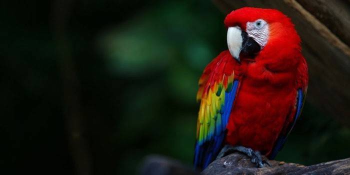 Macaw Papag Roșu