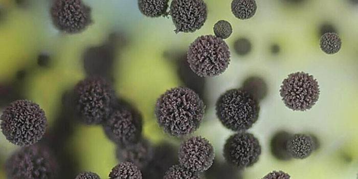 Cladosporium herbarum fungus ใต้กล้องจุลทรรศน์