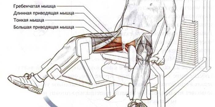 Công việc của cơ bắp trong việc giảm chân trên giả lập