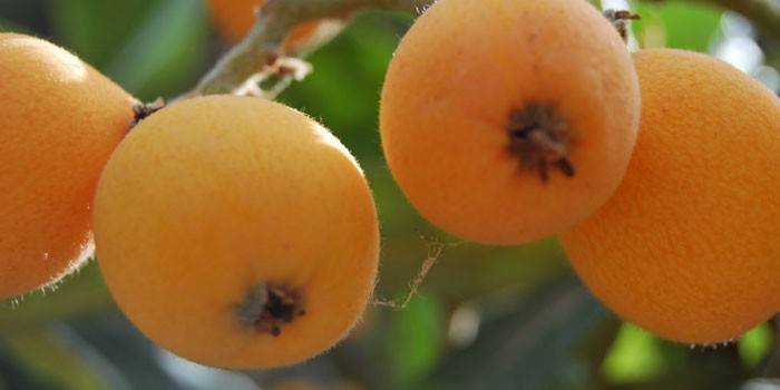 Fruits mûrs sur un arbre