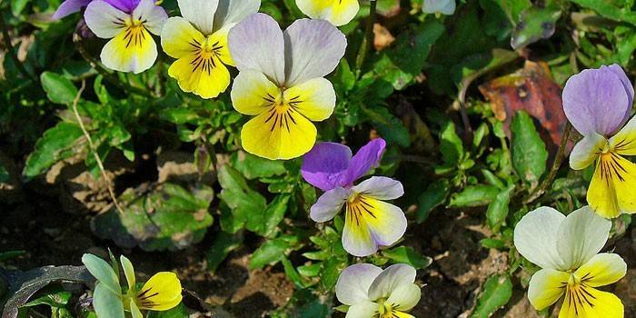  Petites fleurs