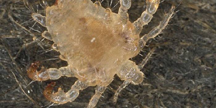 Pubic Louse