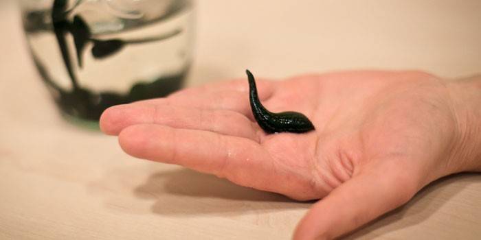 Leech kädessä