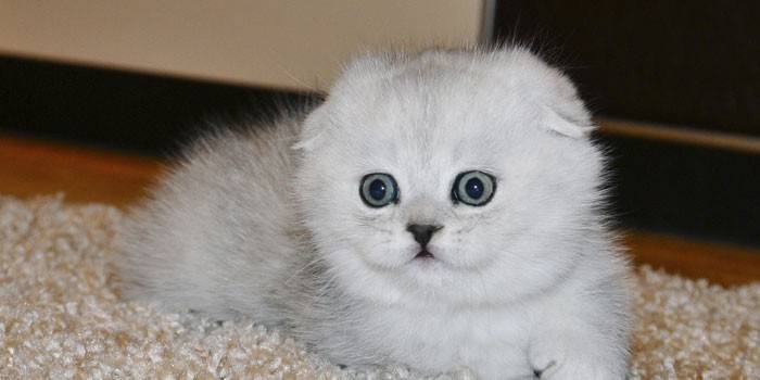 Scottish fold kitten
