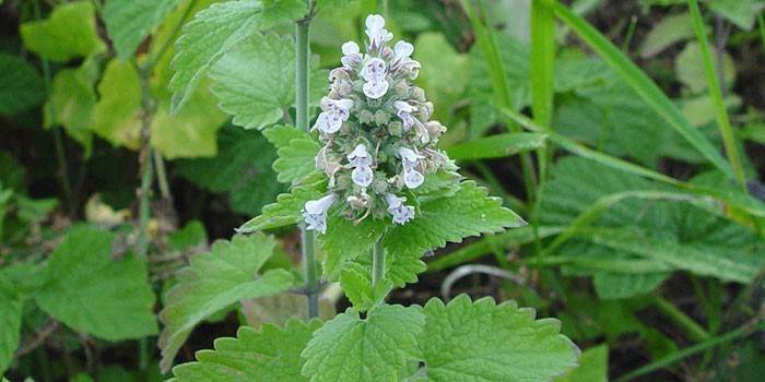 Catnip augs