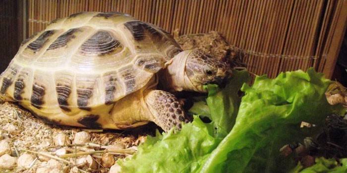 Terrapin Teraryum