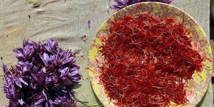 Hoa Crocus và nhụy của họ