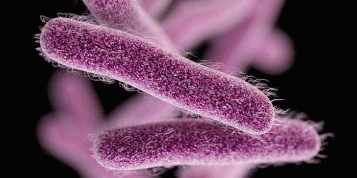 Mikroskop altında Escherichia coli