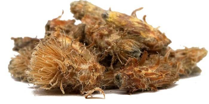 Getrocknete Pinienknospen