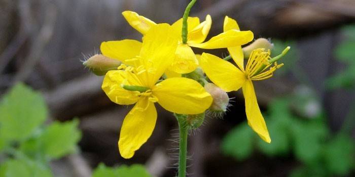 Φυτό Celandine