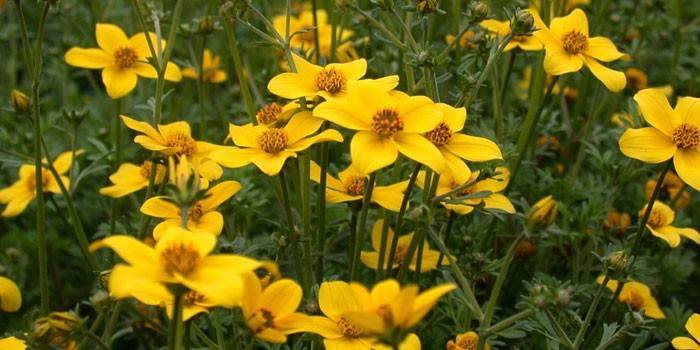 Fiori della sequenza nel prato