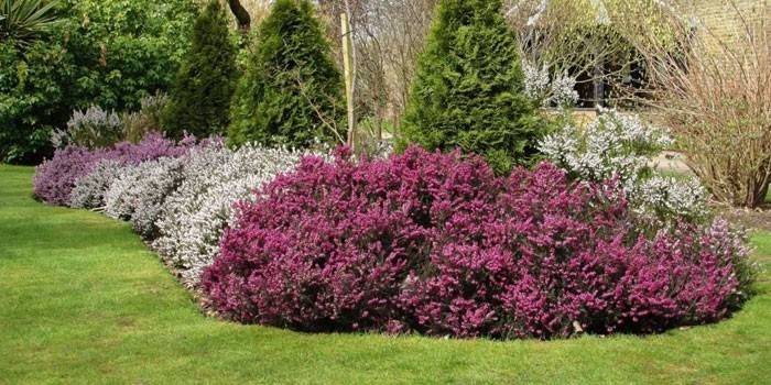 Heather no jardim