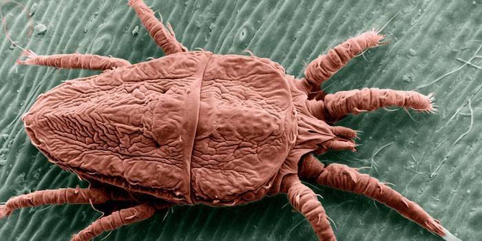 Ácaro de la sarna bajo el microscopio