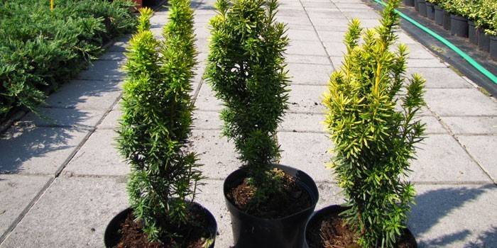 Yew Berry dans des pots