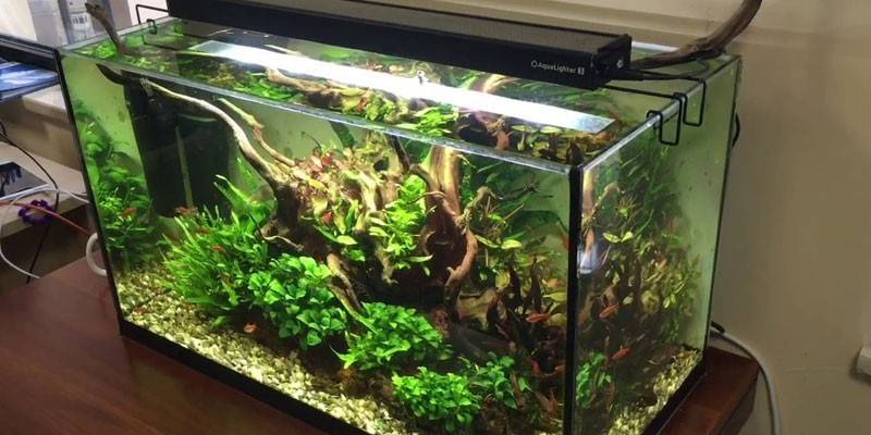 Aquarium avec des plantes