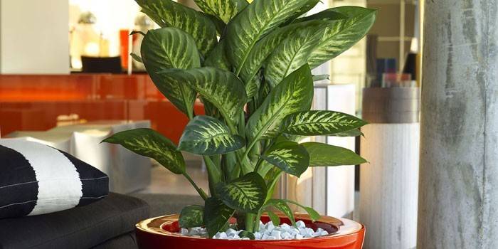 Tencerede Dieffenbachia