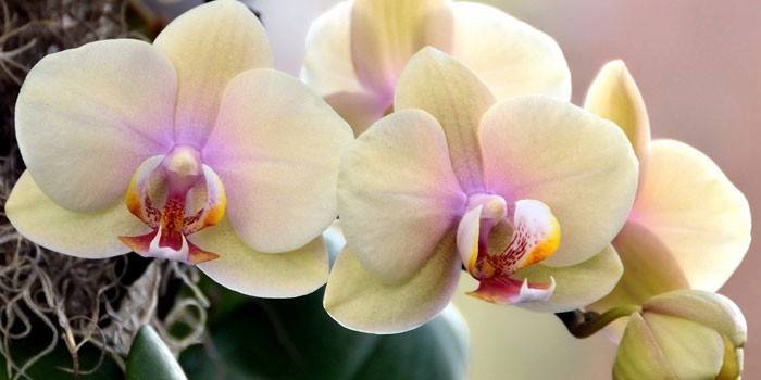 Flores de orquídeas