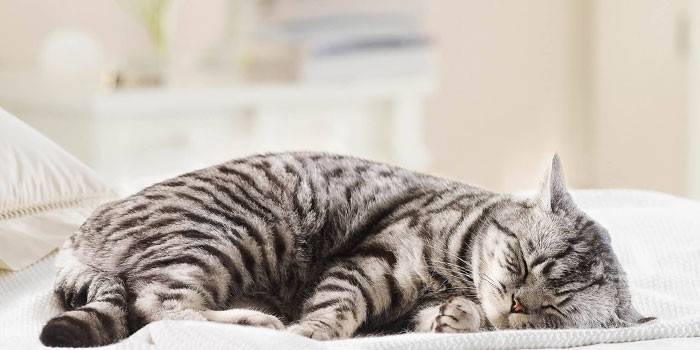 Katze schläft