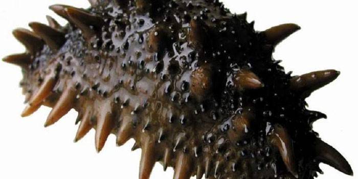 Clam Trepang