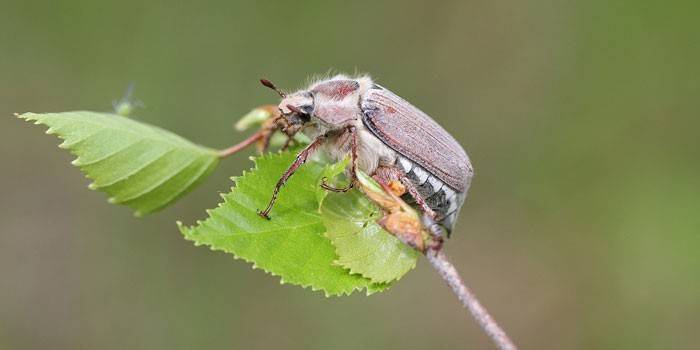 Maybug pe o plantă