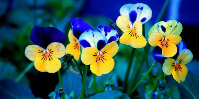 Floraison violette tricolore