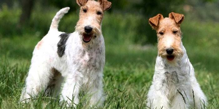 Η φυλή σκυλιών Fox Terrier