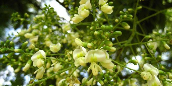 Fiori di Sophora
