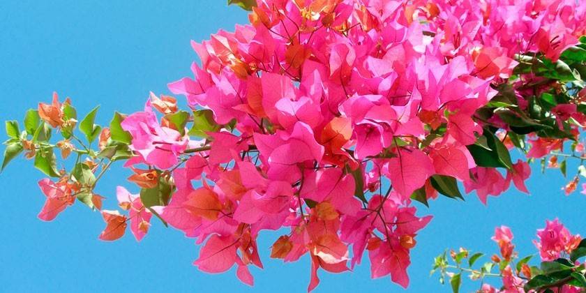 Bougainvillea virágok