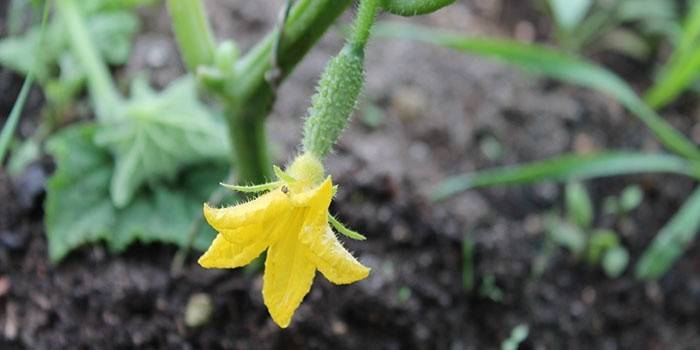 Gurke mit Blume