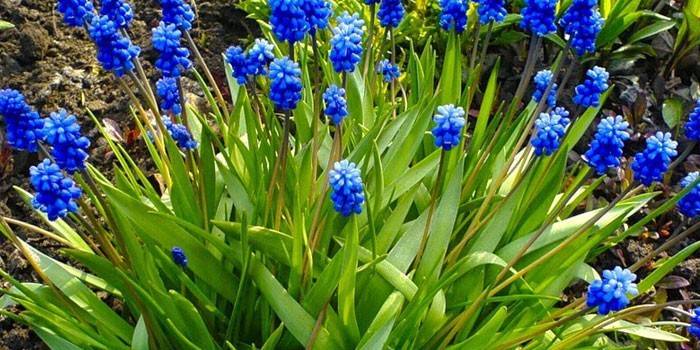 Muscari parfumé