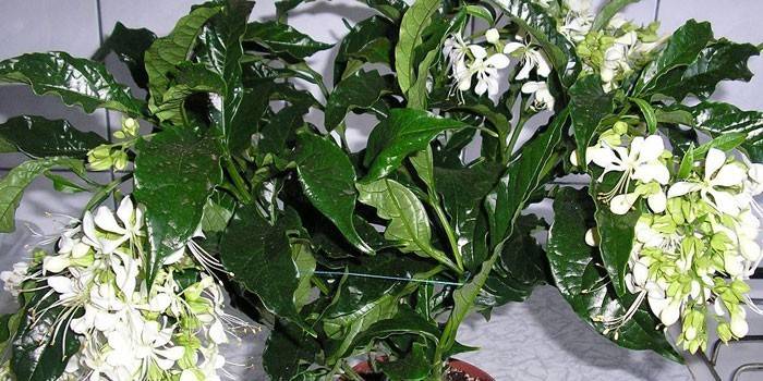 Clerodendrum Schmidt